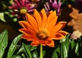 Gazania (African Daisy Royalty Free Stock Photo