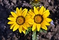 Gazania (African Daisy Royalty Free Stock Photo