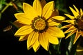 Gazania (African Daisy Royalty Free Stock Photo