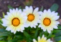 Gazania Aster