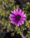 Gazania beautiful flower with selective focus and blur background Royalty Free Stock Photo