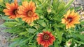 Gazania blooming time lapse