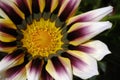 Gazania Blossom