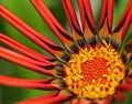 Gazania Royalty Free Stock Photo