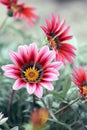 Gazania daisy-like flowering plants Royalty Free Stock Photo