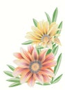 Gazania flower Royalty Free Stock Photo