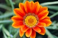 Gazania Flower Royalty Free Stock Photo