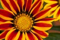 Gazania Flower