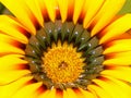 Gazania flower Royalty Free Stock Photo