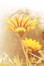 Gazania flower Royalty Free Stock Photo