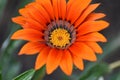 Gazania flower Royalty Free Stock Photo