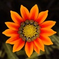 Gazania flower at close range