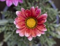 Gazania flower close up view Royalty Free Stock Photo