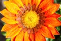 Gazania flower with dew drops or rain drops Royalty Free Stock Photo