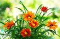 Gazania flower