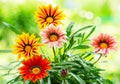 Gazania flower Royalty Free Stock Photo