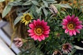 Gazania flower in the garden