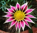 Gazania flower Royalty Free Stock Photo