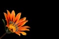 Gazania flower isolated on black background with copy space. Treasure flower or African daisy close up. Floral background concept Royalty Free Stock Photo