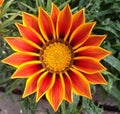 A Gazania flower in shades of orange