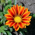 Gazania - a flower in a summer cottage. Beautiful flower.