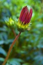 Gazania flowerhead bud in a garden in Kibbutz Kfar Glikson northwest Israel