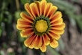 Gazania rigens flowering plant, colorful plant in bloom