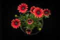 Gazania flowers or african daisy on a black background Royalty Free Stock Photo