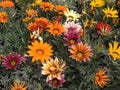 Gazania flowers