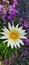 Gazania in focus with blurred purple and white flowers in the background Royalty Free Stock Photo