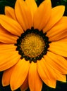 Gazania gazoo, (gazania rigens) Royalty Free Stock Photo