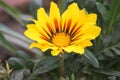 \'Tiger stripes\' cultivar of Gazania heterochaeta in bloom : (pix Sanjiv Shukla) Royalty Free Stock Photo