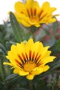 \'Tiger stripes\' cultivar of Gazania heterochaeta in bloom : (pix Sanjiv Shukla) Royalty Free Stock Photo