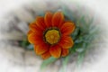 The gazania with its colorful beauty