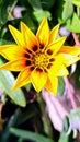Close-up of beautiful flower, beautiful gazania linearis