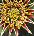 Gazania Montezuma