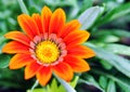 Gazania pavonia Royalty Free Stock Photo