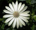 Gazania rigens Flower bushes Feather-leaf smooth, dark green leaves behind the leaves. White-silver flowers are a bunch Royalty Free Stock Photo