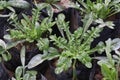 gazania rigens flower farm for harvest