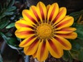 Gazania rigens Royalty Free Stock Photo