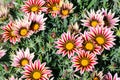 Gazania rigens open in sunlight. Royalty Free Stock Photo