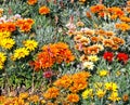 Gazania rigens open in sunlight.