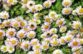 Gazania rigens open in sunlight. Royalty Free Stock Photo