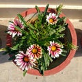 A gazania rigens plant full of flowers