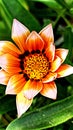Close-up of beautiful flower, gazania rigens