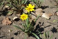 Gazania rigens with 2 yellow flowers in August Royalty Free Stock Photo