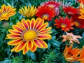 Beautiful gazania treasure flower close-up stock images Royalty Free Stock Photo