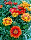 Beautiful gazania treasure flower close-up stock images Royalty Free Stock Photo