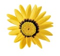 Gazania rigens, Yellow treasure flower, isolated on white background, with clipping path Royalty Free Stock Photo