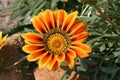 Gazania splendens